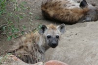 /album/kruger-np-mai-2013/img-0155-jpg1/