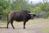 /album/kruger-np-mai-2013/img-0211-jpg/