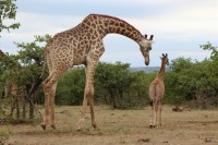 /album/kruger-np-mai-2013/img-0217-jpg/