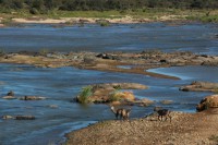 /album/kruger-np-mai-2013/img-0293-jpg/
