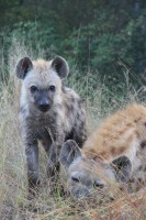 /album/kruger-np-mai-2013/img-0474-jpg/