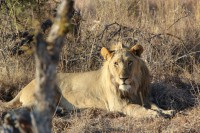 /album/madikwe-game-reserve-august-2013/img-0746-jpg1/