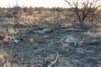 /album/madikwe-game-reserve-august-2013/img-0774-jpg/