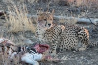 /album/madikwe-game-reserve-august-2013/img-0811-jpg1/