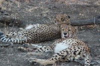 /album/madikwe-game-reserve-august-2013/img-0823-jpg/