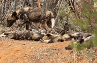 /album/madikwe-game-reserve-august-2013/img-0893-jpg/