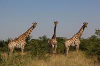 /album/kruger-np-mai-2013/img-0077-jpg/