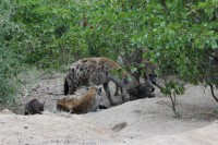 /album/kruger-np-mai-2013/img-0189-jpg/